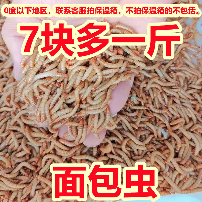鲜活面包虫活体黄粉虫活体宠物饲料蝎子林石蛙蟾蜍鱼鸡鸟小开口虫