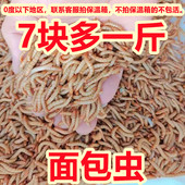 鲜活面包虫活体黄粉虫活体宠物饲料蝎子林石蛙蟾蜍鱼鸡鸟小开口虫