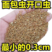 面包虫活体黄粉虫活体宠物饲料蝎子林石蛙蟾蜍鱼鸡鸟鲜活小开口虫