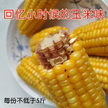 有嚼劲山西忻州传统黄老式 笨玉米棒新鲜香糯代餐即主食熟真空品种