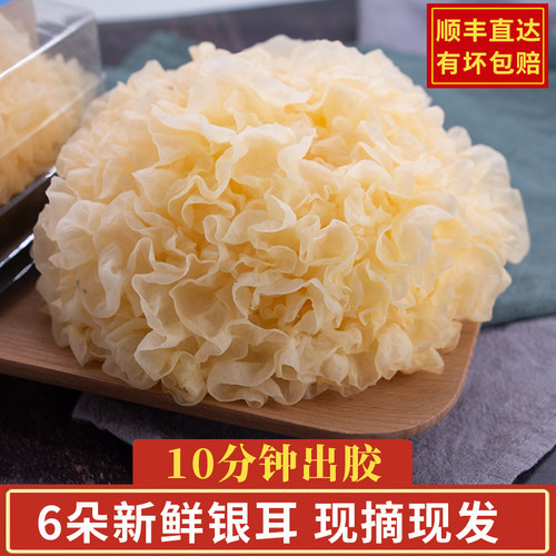 顺丰速递 现摘古田银耳新鲜活雪耳非干货丑耳白木耳糯银耳莲子羹