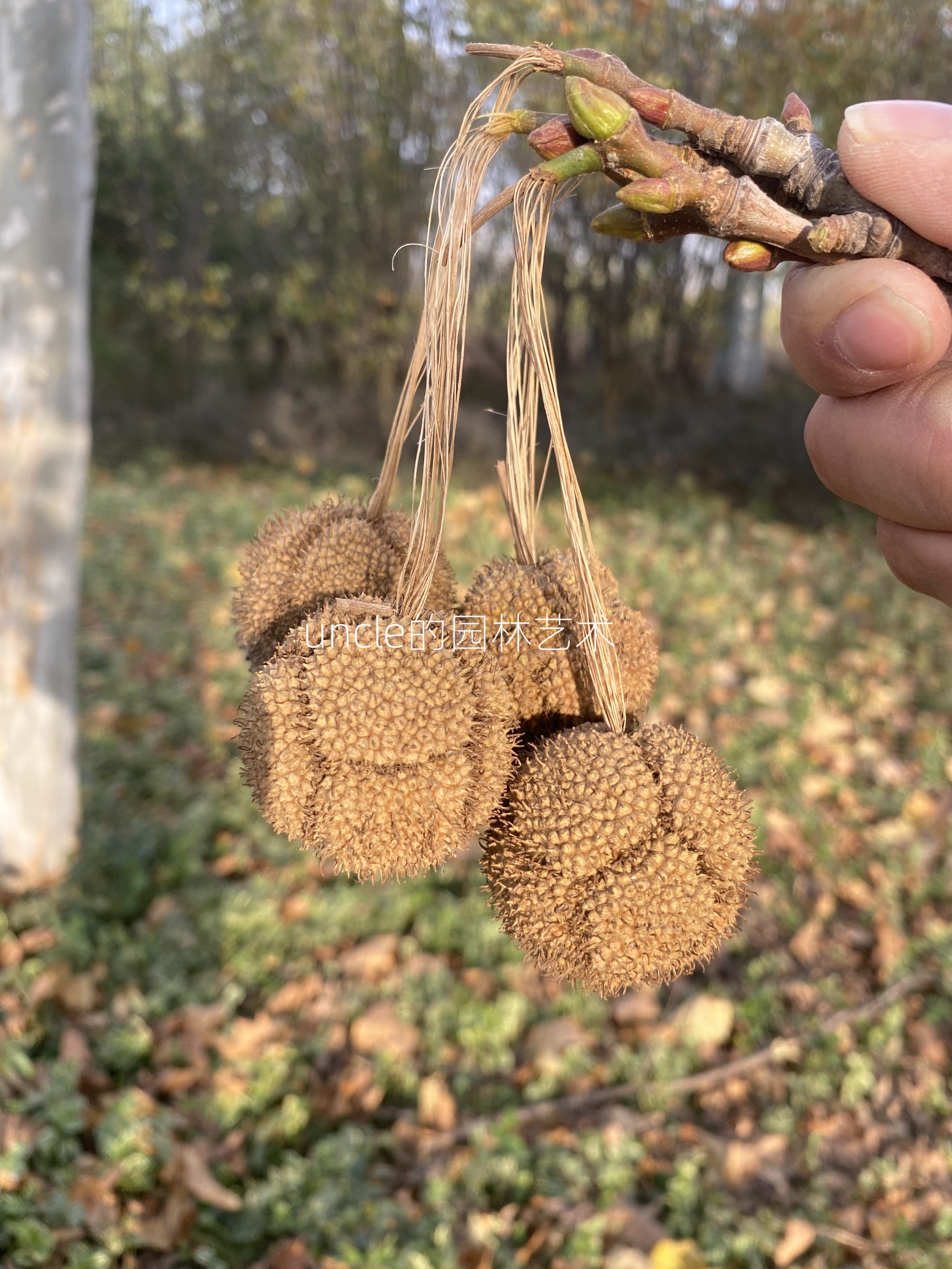 梧桐树球种子手工装饰真干花包拍摄道具幼儿园环创diy艺术果实