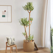 北欧仿生叶片沙生植物景观造景仿真绿植假植物装 饰金边龙舌兰盆栽