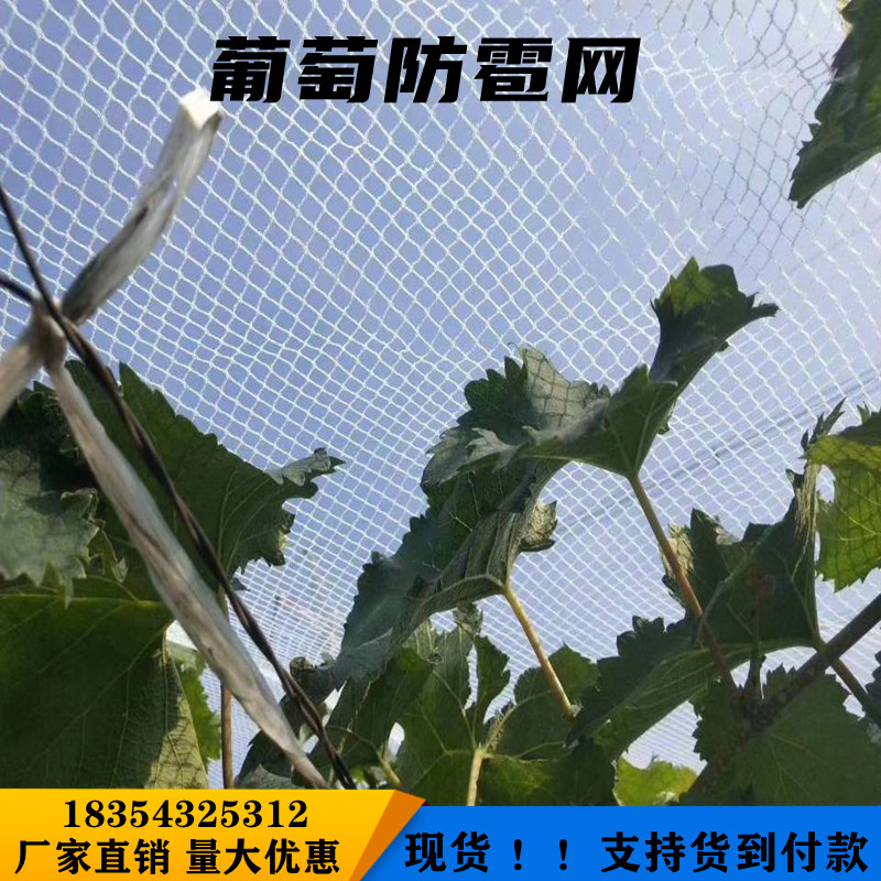 防雹网果园防鸟网苹果葡萄防冰雹全新料抗氧化白色农业防护网尼龙