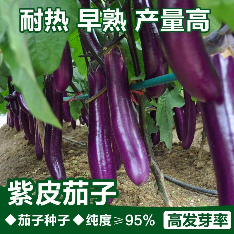 紫红长茄子农家春秋高产