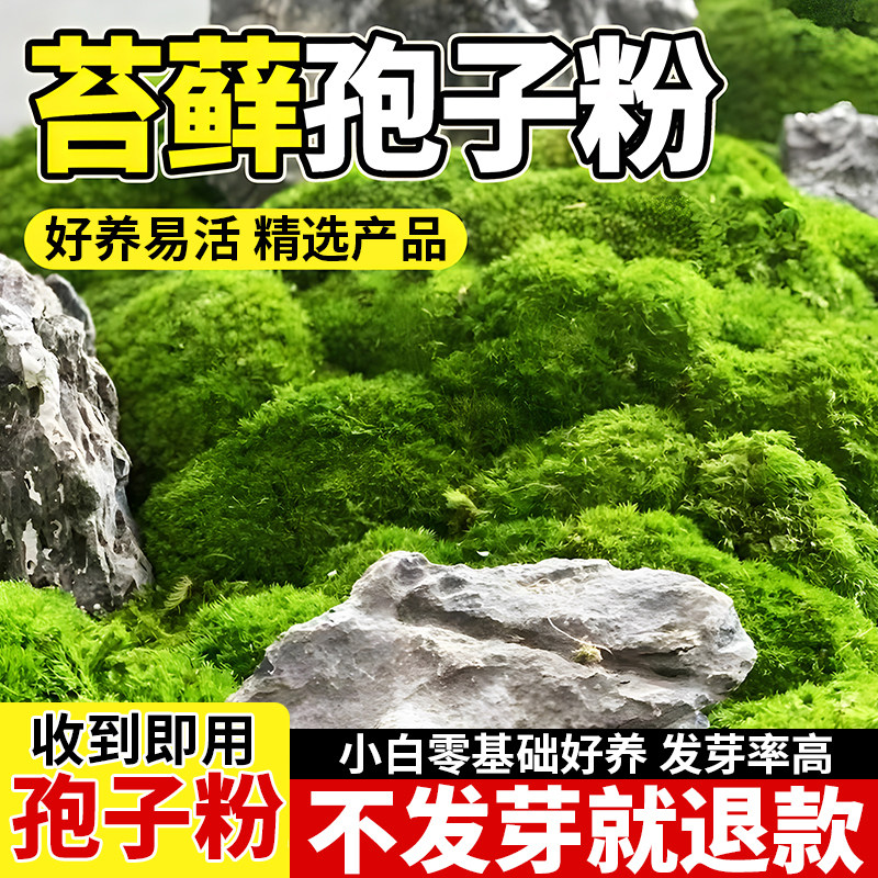 四季常绿苔藓孢子粉20天发芽