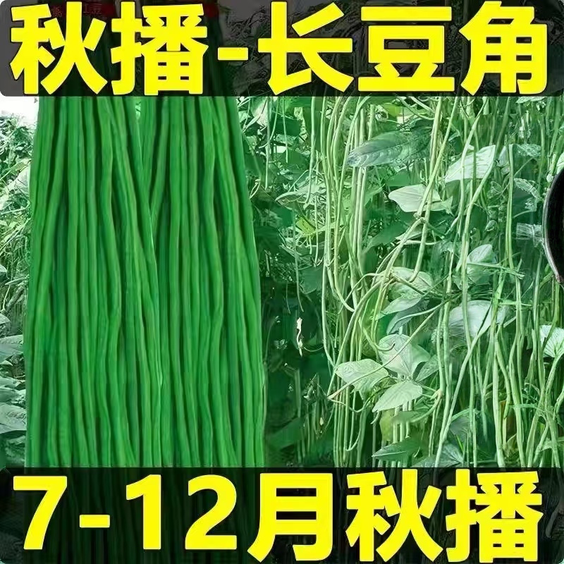 春秋播青条长豆角种籽耐热抗寒