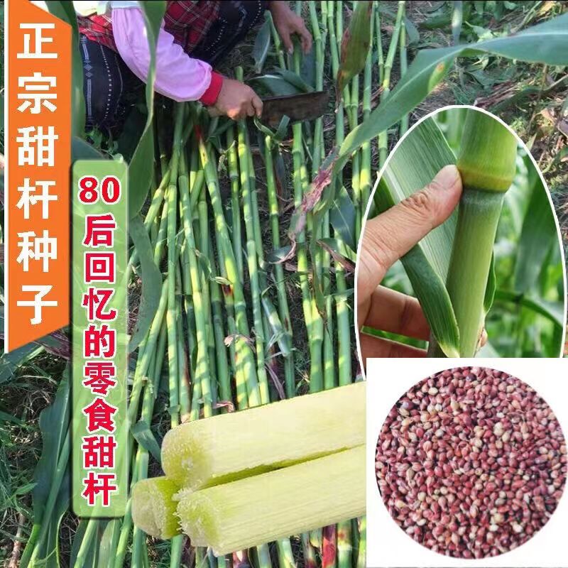 正宗甜杆种子 春夏秋四季播甘甜多汁 水果甜高粱杆籽北方小甘蔗孑