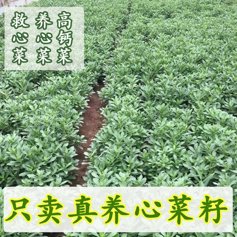 高钙菜养心菜种子救心菜养心菜苗菜种子费菜种苗四季种植蔬菜种籽