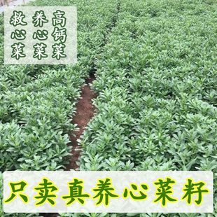 高钙菜养心菜种子救心菜养心菜苗菜种子费菜种苗四季种植蔬菜种籽