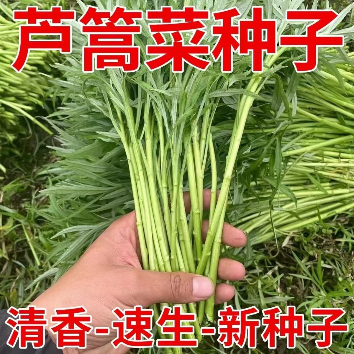芦蒿种子四季种植清香脆嫩四季可种简单易栽培蔬菜水蒿柳蒿种子