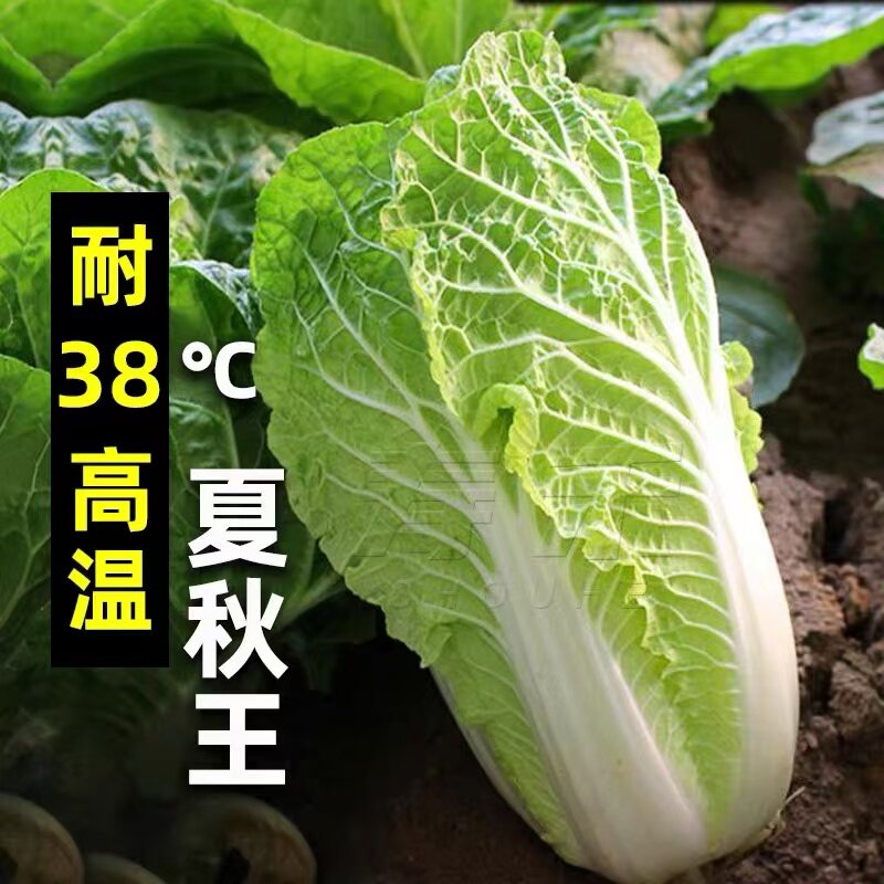 夏秋王大白菜种子种籽孑蔬菜黄心夏季耐热过年籽种山东胶州大全秋