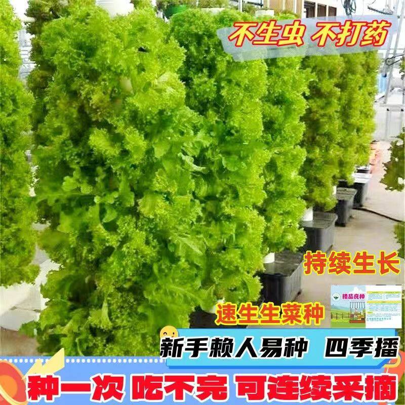 生菜树种子四季易活高产