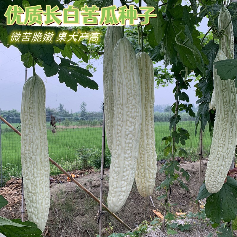 长白苦瓜种子四季高产大果