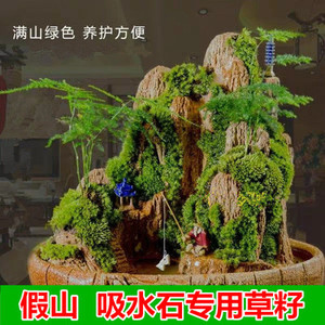 四季假山种子盆景珍珠易活