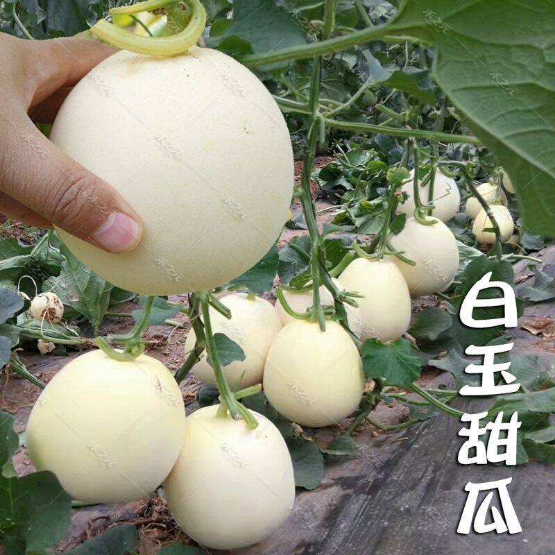 超甜白玉甜瓜种子个大高产四季