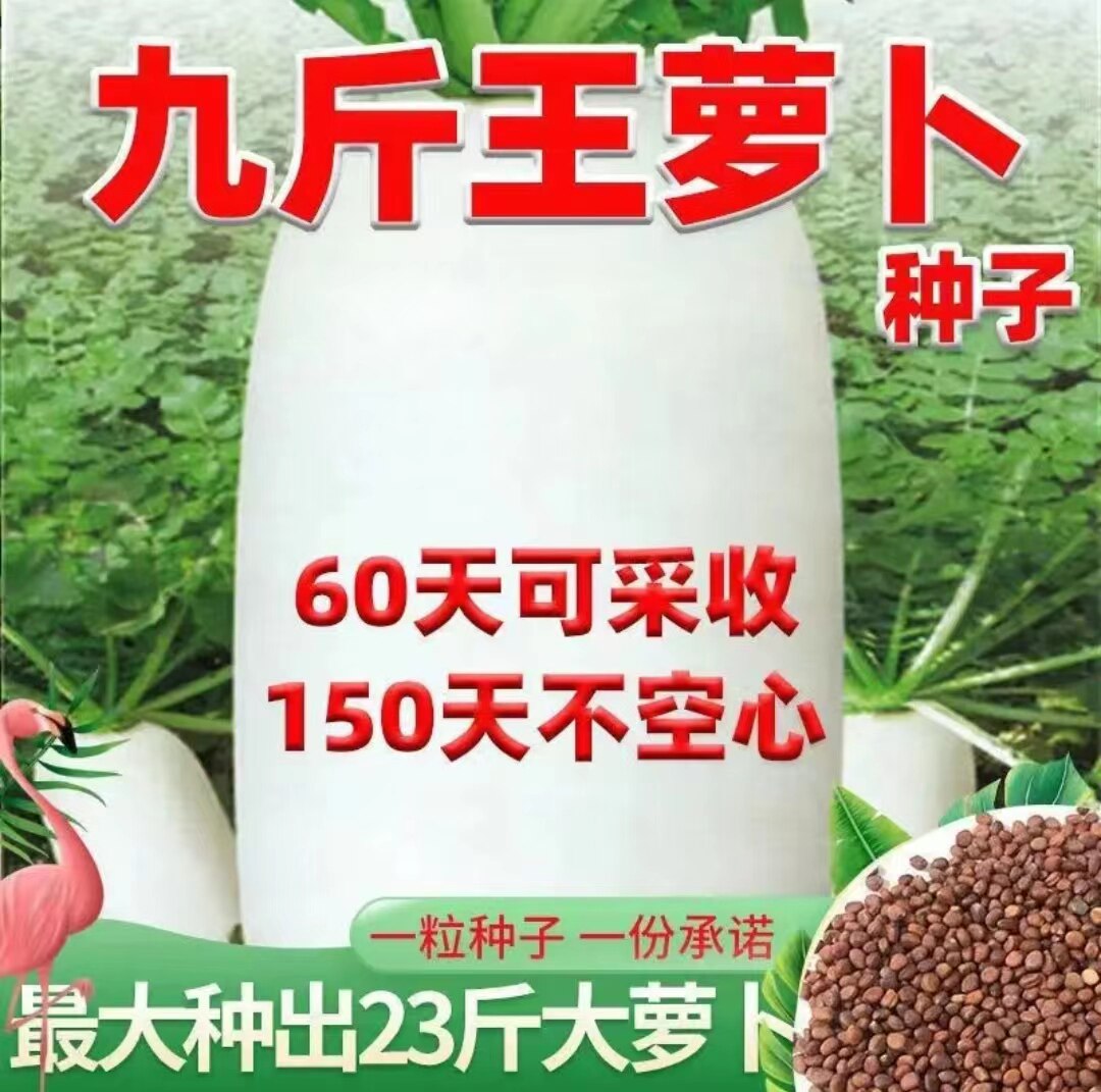 九斤王特大萝卜种子种籽秋季四季蔬菜孑子籽种白皮水果秋冬季白