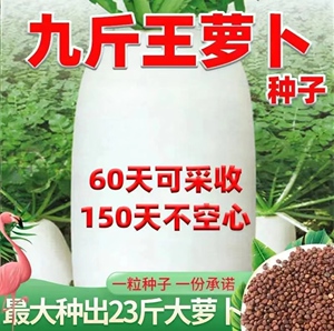 九斤王特大萝卜种子种籽秋季四季蔬菜孑子籽种白皮水果秋冬季白