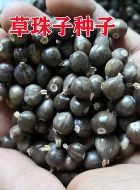 大粒草珠子种子籽可做手链串佛珠草菩提籽草珠门帘 枕芯庭院大田