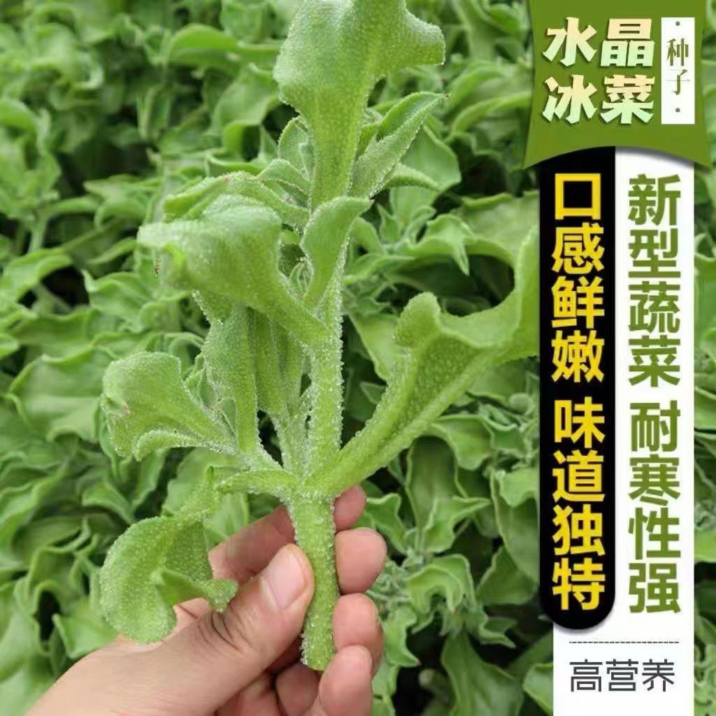 春色满园四季高产冰菜种子