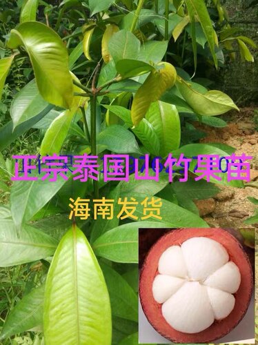 正宗泰国山竹果树苗杯苗