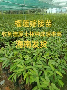 榴莲树果苗 正宗猫山 金枕泰国榴莲果树苗嫁接原土杯苗南方海南发