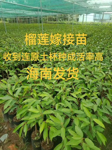 正宗榴莲嫁接苗南方种海南发