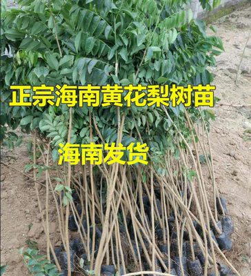 正宗珍贵红木海南杯苗黄花梨树苗