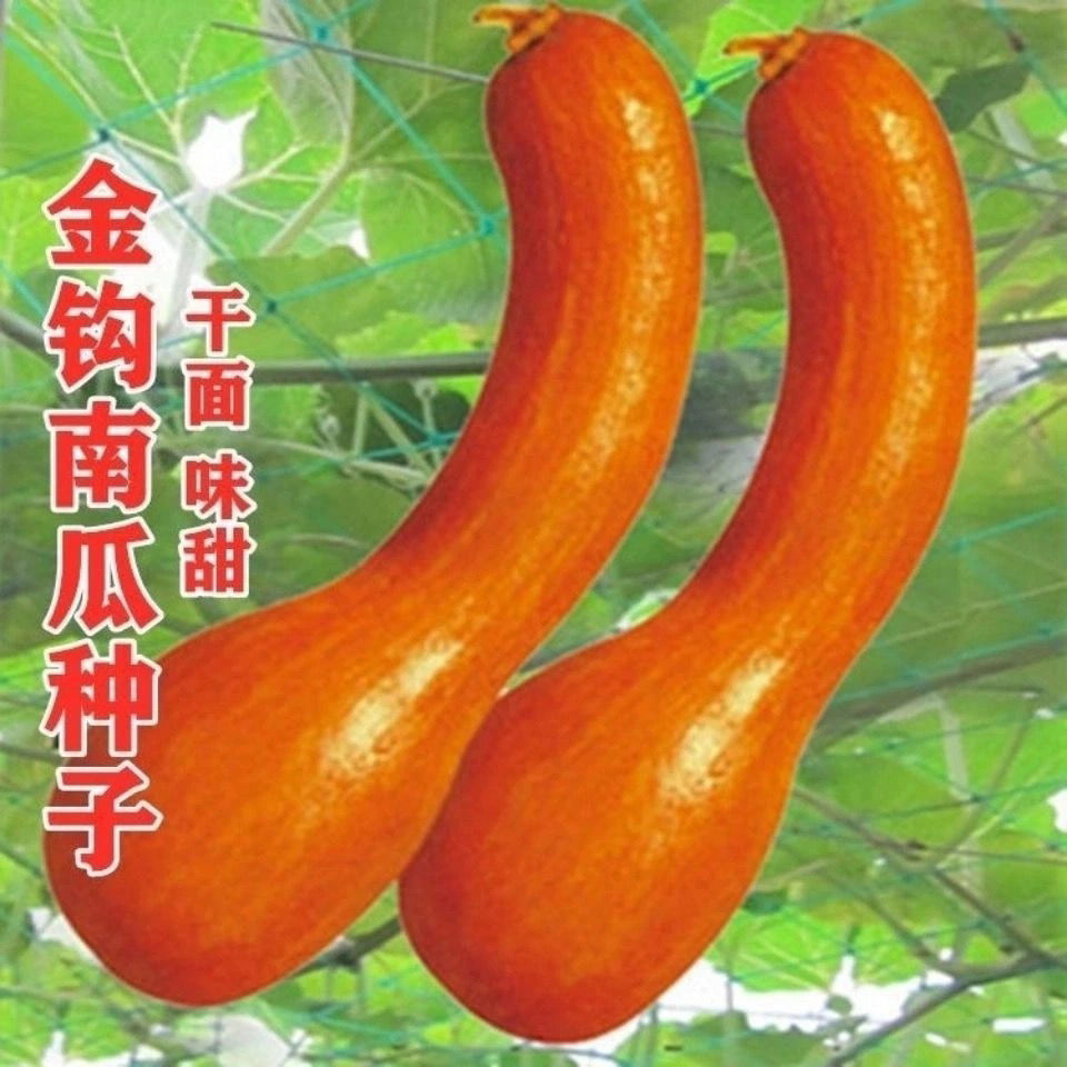 金钩南瓜种子黄狼南瓜甜蜜本南瓜春秋四季播种甜面南瓜蔬菜种籽子