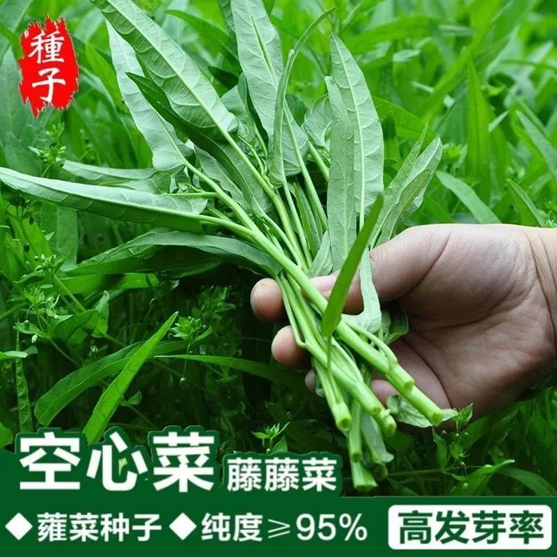 空心菜四季空心菜种子蔬菜