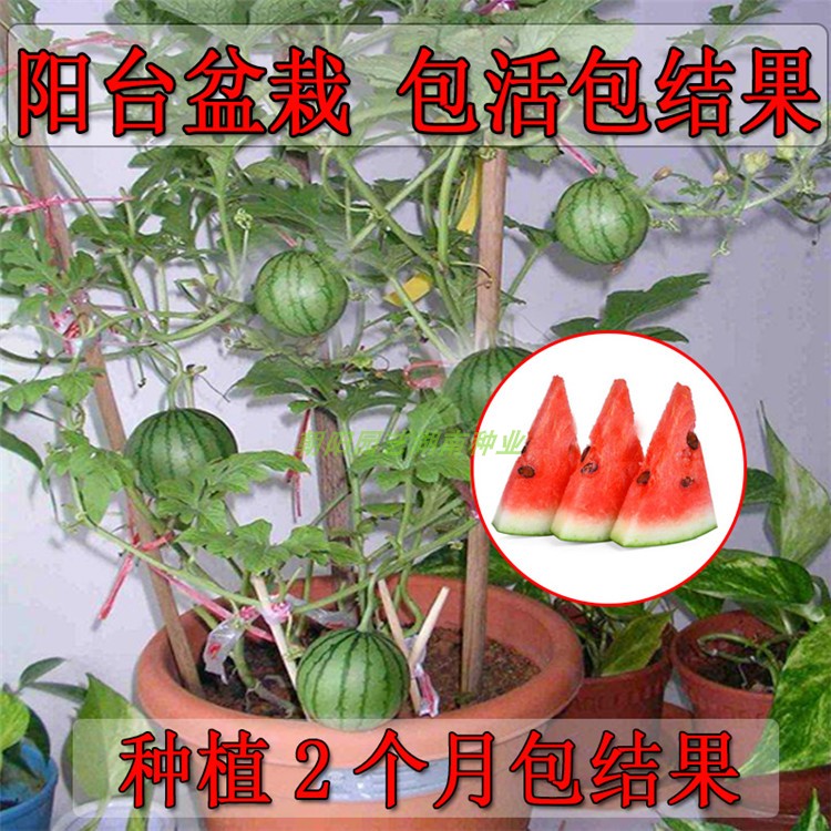 蔬菜阳台水果无籽春季种植小西瓜