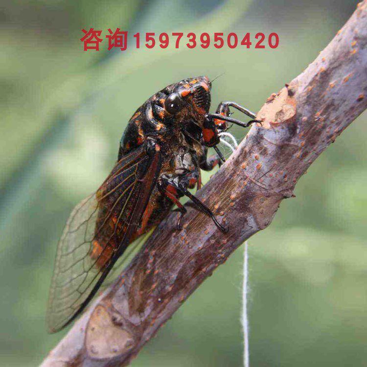 蝉标本知了标本蝴蝶蜻蜓湿虫蝉标本金蝉标本昆虫儿童科普教学用品