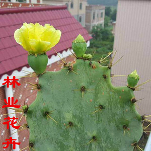 仙人掌盆栽类植物室内含盆仙人球开花盆栽办公室防辐射桌面仙人球