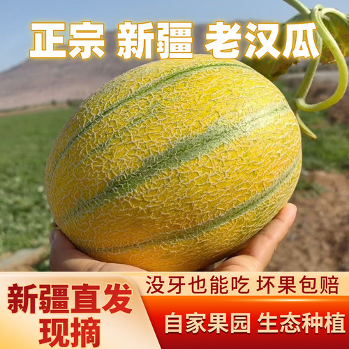 新疆金纹老汉瓜软糯香甜
