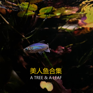 溪流风格推荐鱼合集 刚果美人 电光美人 黄金二线刚果 热带鱼