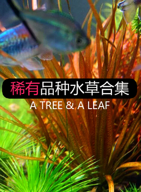 稀有品种水草 水下叶  线叶古精 矮种黑木蕨 叉叶铁山崎桂ADA睡莲