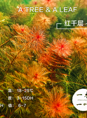 红千层水草 艳色红色水草 活体水草 中后景草 水下繁殖 草缸水草
