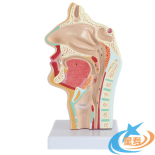 口鼻咽喉切面模型咽喉解剖鼻腔模型食道呼吸道切面