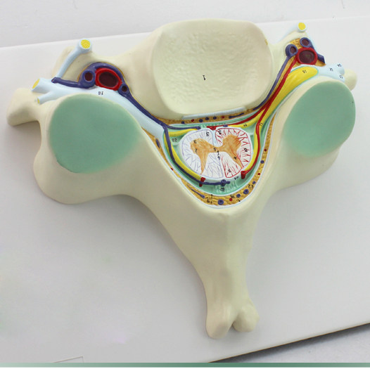 进口医学人体第五颈椎脊髓脊神经放大模型 脊椎横断解剖颈椎模型