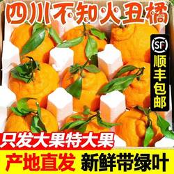 四川不知火丑橘10斤特级大果现摘丑柑丑八怪新鲜应季水果顺丰包邮