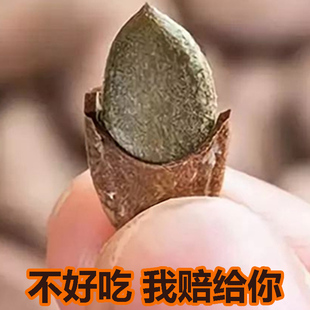 奶油味瓜蒌子新货大籽 鑫火瓜蒌籽非吊瓜子2020新小包装 特大500g