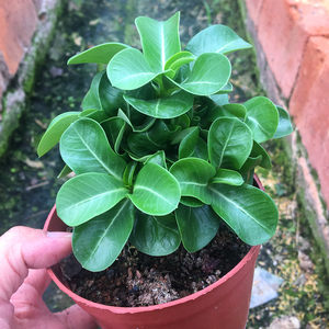 【耐高温花卉植物价格】最新耐高温花卉植物价