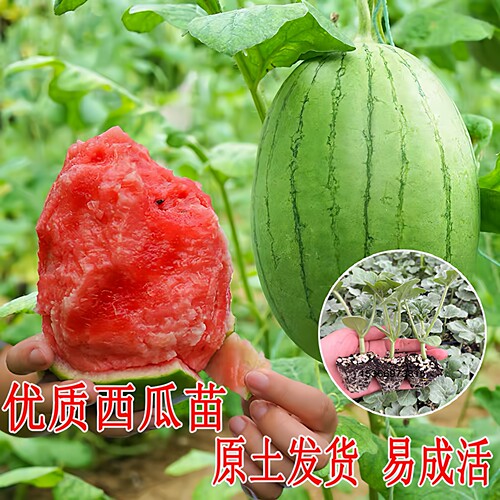 早佳8424西瓜苗早春红玉美都秧苗
