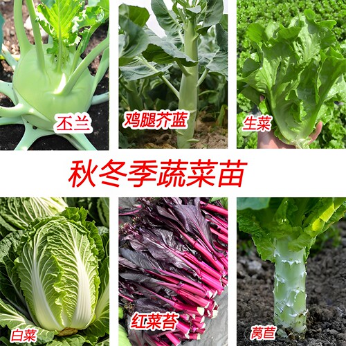 秋冬季节蔬菜苗种苗白菜丕兰生菜
