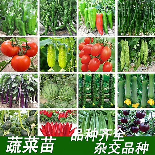 高产蔬菜秧苗辣椒西红柿西瓜甜瓜