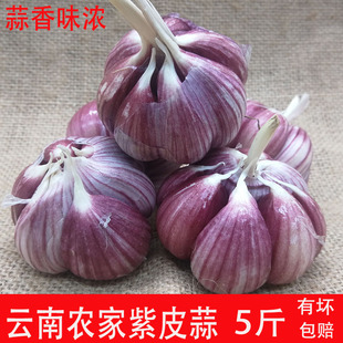 云南紫皮大蒜本地红皮蒜土蒜农家蒜香蒜半干蒜现蒜食用香蒜农家蒜