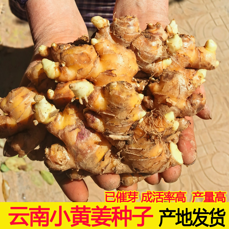 小黄姜姜种催芽高产种子图片