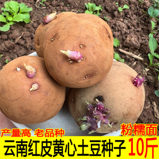 云南红皮黄心发芽土豆种子高产早熟洋芋种优质老品种马铃薯种植苗