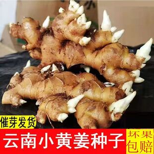 云南正宗罗平小黄姜种子新鲜带芽农家老姜种月子南姜高产食用黄姜