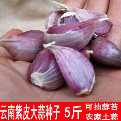 正宗云南紫皮大蒜种子可抽苔香蒜